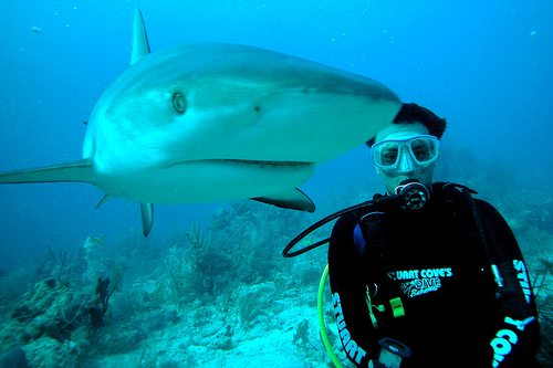 Scuba-Diving-and-Sharks