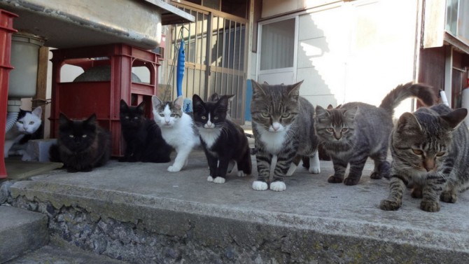 Tashirojima-Japan-Cat-Island-Cat-Gang-670x377