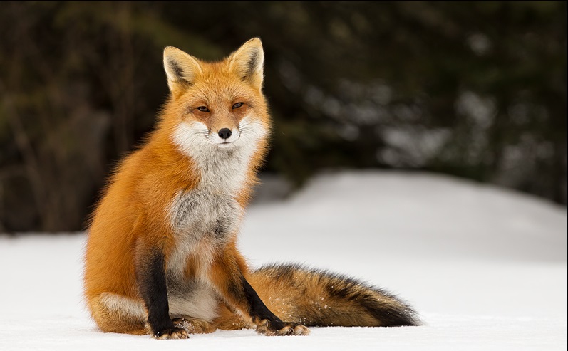 Red Fox Dreamy Stare